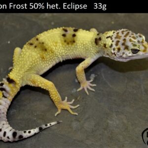 1. Lemon Frost 50% het. Eclipse
