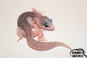 10. Total Eclipse 50% het. Diablo Blanco