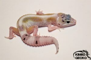 11. Hypo Mack Snow Eclipse 50% het. Diablo Blanco