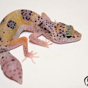 12. Mack Snow Enigma het. Blizzard Eclipse 50% Diablo Blanco