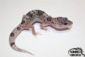 13. Mack Snow Enigma het. Blizzard Eclipse 50% Tremper Albino