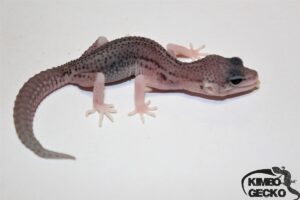 17. Total Eclipse 50% het. Diablo Blanco