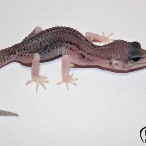 17. Total Eclipse 50% het. Diablo Blanco