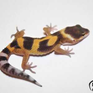 18. Super Hypo Tangerine 50% het. Raptor