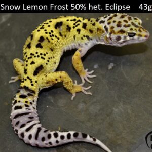 2. Mack Snow Lemon Frost 50% het. Eclipse