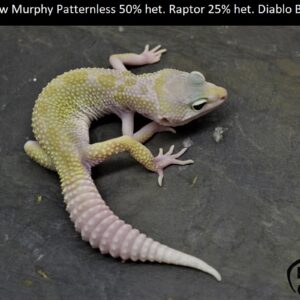 3. Mack Snow Murphy Patternless 50% het. Raptor 25% het. Diablo Blanco