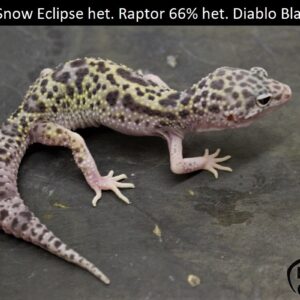 4. Mack Snow Eclipse het. Raptor 66% het. Diablo Blanco