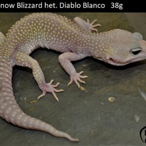5. Mack Snow Blizzard het. Diablo Blanco