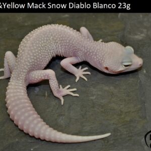 6. White&Yellow Mack Snow Diablo Blanco