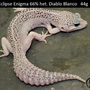 8. Total Eclipse Enigma 66% het. Diablo Blanco