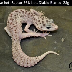 9. Universe 66% het. Diablo Blanco