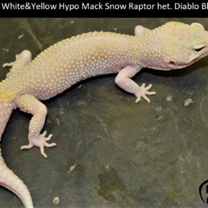 10. White&Yellow Hypo Mack Snow Raptor het. Diablo Blanco
