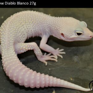 11. Mack Snow Diablo Blanco