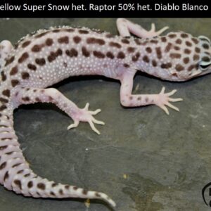 13. White&Yellow Super Snow het. Raptor 66% het. Diablo Blanco