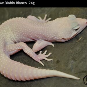 14. Mack Snow Diablo Blanco