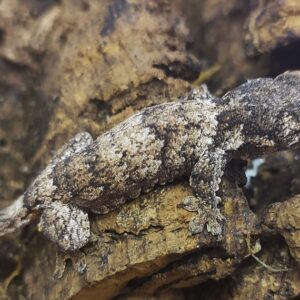 3. Gehyra marginata
