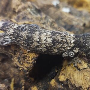 6. Gehyra marginata