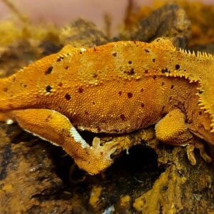 7. Correlophus ciliatus