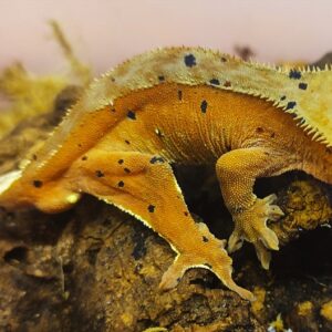 8. Correlophus ciliatus