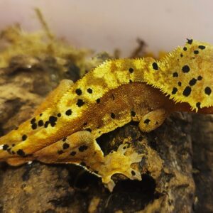 2. Correlophus ciliatus