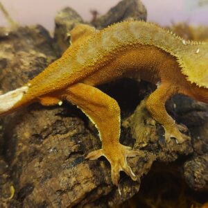 4. Correlophus ciliatus