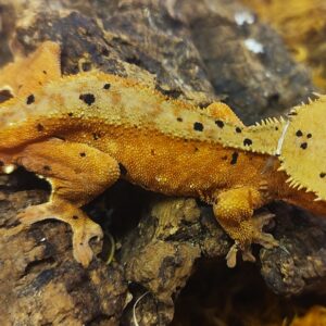 5b. Correlophus ciliatus