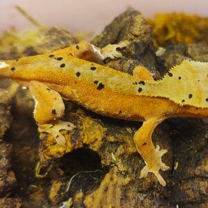 5c. Correlophus ciliatus