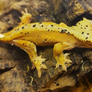 8b. Correlophus ciliatus