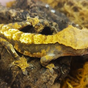 10a. Correlophus ciliatus