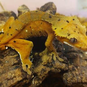 2a. Correlophus ciliatus