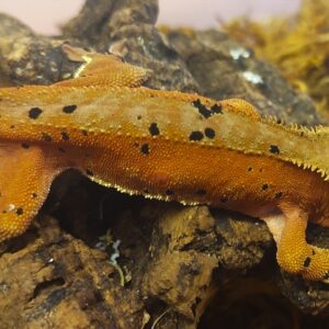 2b. Correlophus ciliatus