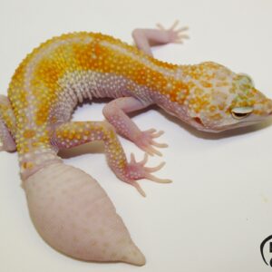 4. White&Yellow Nova het. Diablo Blanco
