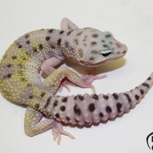 8. White&Yellow Mack Snow 50% het. Raptor