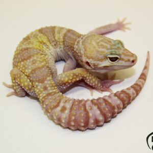 9. White&Yellow Mack Snow Tremper Albino 50% het. Raptor