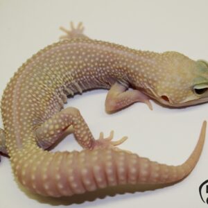 10. Super Snow Albino het. Raptor 50% het. Diablo Blanco