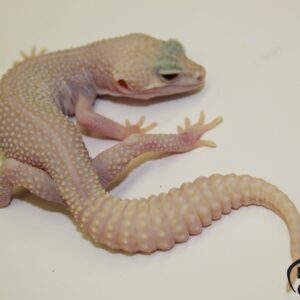 11. Super Snow Albino het. Raptor 50% het. Diablo Blanco