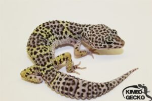 12. Mack Snow het. Murphy Patternless 50% het. Diablo Blanco