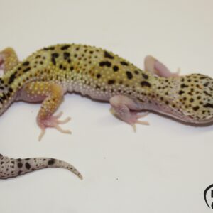 14. White&Yellow Eclipse poss. het. Diablo Blanco