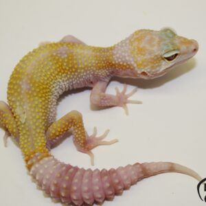 17. White&Yellow Hypo Mack Snow Tremper Albino het. Raptor 50% het. Diablo