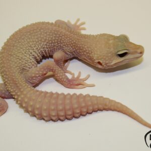 18. (White&Yellow Hypo) Super Snow Albino het. Raptor 50% het. Diablo Blanco