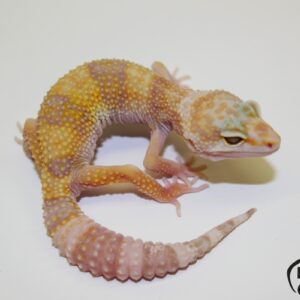 19. White&Yellow Tremper Albino het. Raptor 33% het. Diablo Blanco