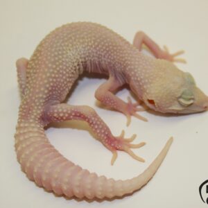 23. White&Yellow (2C) Super Raptor 33% het. Diablo Blanco