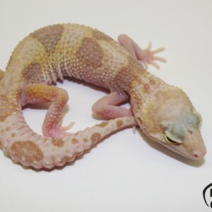 26. (White&Yellow 2C) Mack Snow Raptor 33% het. Diablo Blanco