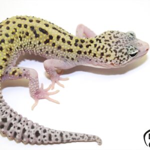 29. Mack Snow Eclipse 50% het. Raptor