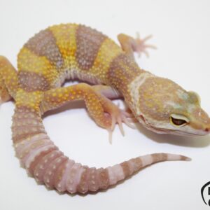 30. Tremper Albino 50% het. Raptor
