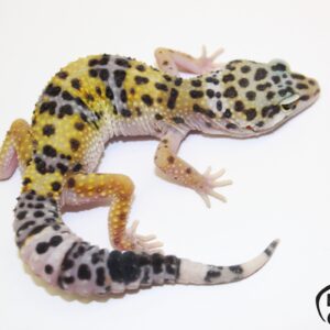32. Black Night Cross 50% het. Tremper Albino