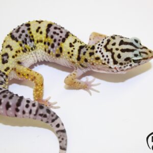 34. Black Night Cross 50% het. Tremper Albino