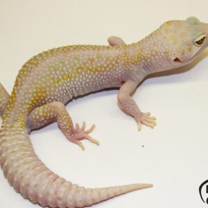101. White&Yellow Mack Snow Tremper Albino het. Raptor 50% het. Diablo Blanco