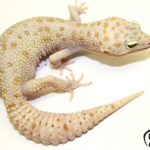 102. White&Yellow Mack Snow Tremper Albino het. Raptor 50% het. Diablo Blanco