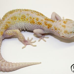 103. White&Yellow Mack Snow Tremper Albino het. Raptor 50% het. Diablo Blanco